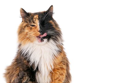 Quadro Decorativo Gatos 2088