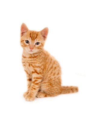 Quadro Decorativo Gatos 2124
