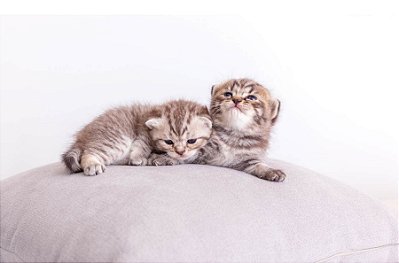 Quadro Decorativo Gatos 2129