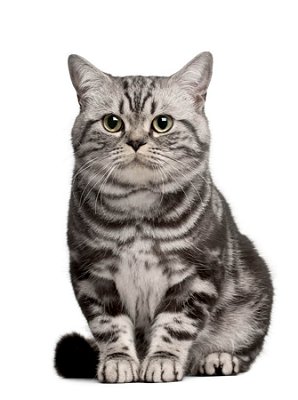 Quadro Decorativo Gatos 2133
