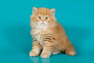 Quadro Decorativo Gatos 2135