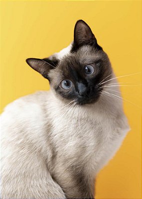 Quadro Decorativo Gatos 2145