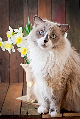 Quadro Decorativo Gatos 2150