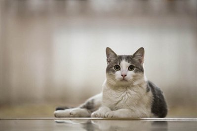Quadro Decorativo Gatos 2151