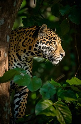 Quadro Decorativo Leopardos 2263