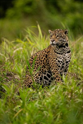 Quadro Decorativo Leopardos 2264