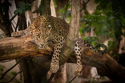 Quadro Decorativo Leopardos 2268