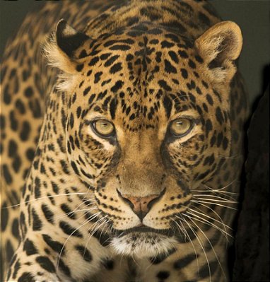 Quadro Decorativo Leopardos 2273