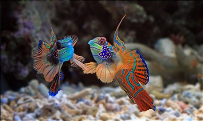 Quadro Decorativo Peixes 3700