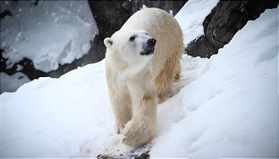 Quadro Decorativo Urso Polar 4117