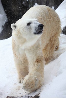 Quadro Decorativo Urso Polar 4124