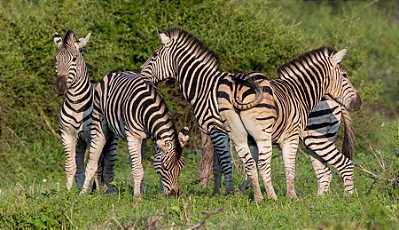 Quadro Decorativo Zebras 4254