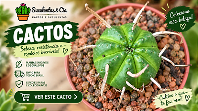 Obesa Meloformis