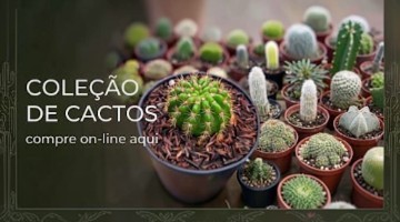 Coleção cactos