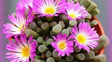 Banner Dedinho de et