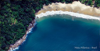 Mata Atlântica 04 70x140 cm