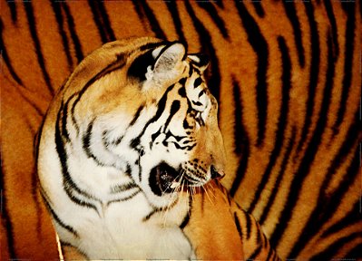 Tigre 100x140 cm