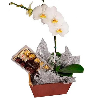 Váso de orquídea & Ferreiro Rocher