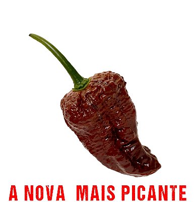 x10 SEMENTES CHOCOLATE BHUTLAH x10 SEMENTES CHOCOLATE BHUTLAH