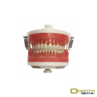 Manequim Top Dentística PD 100 - Pronew