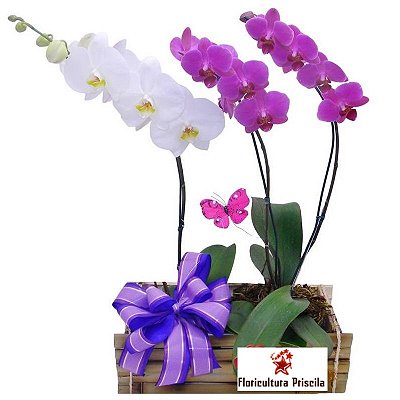 Orquídea Trio Ternura