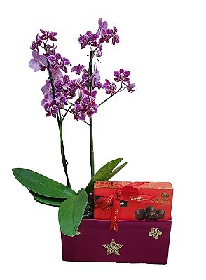 Orquídea e Chocolates Nobreza