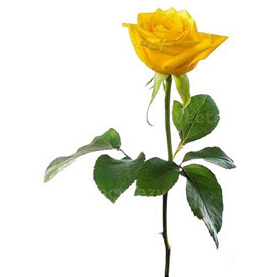 Rosa Amarela Solitária