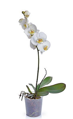 Orquidea Phalaenopsis BRANCA s/ Embalagem