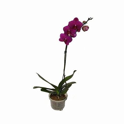 Orquidea Phalaenopsis ROXA s/ Embalagem