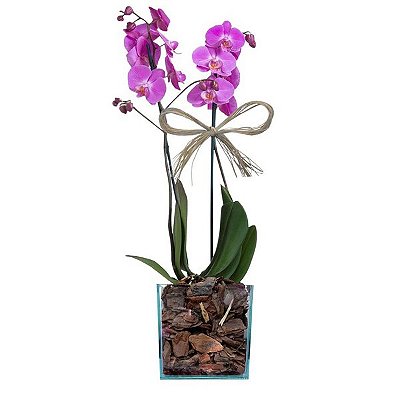 Orquidea Phalaenopsis ROXA Cachepô Vidro (quadrado)