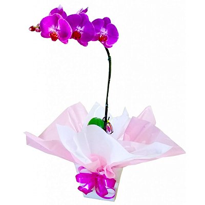 Orquídea Phalaenopsis ROXA  Cachepo de papelão