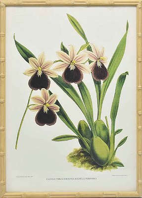 Quadro orquídea 6 com moldura faux bamboo