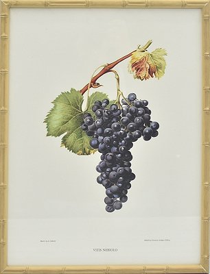Quadro gravura cacho de uva