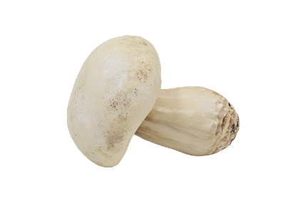 Pré-venda Enfeite de cogumelo branco avulso Zanatta Casa