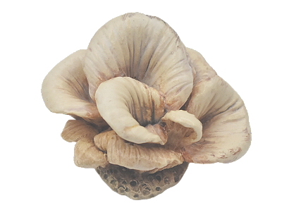Pré-venda Enfeite de cogumelos M branco Zanatta Casa