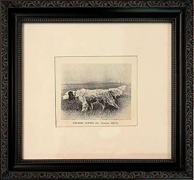 Quadro gravura antiga com moldura preta cachorro Setter