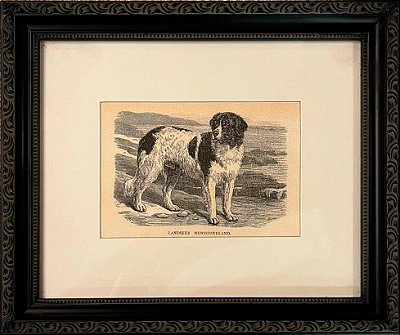 Quadro gravura antiga com moldura preta cachorro landser