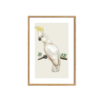 Quadro Cacatua moldura em madeira