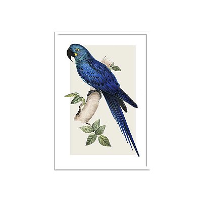 Quadro Ararinha Azul moldura em laca branca