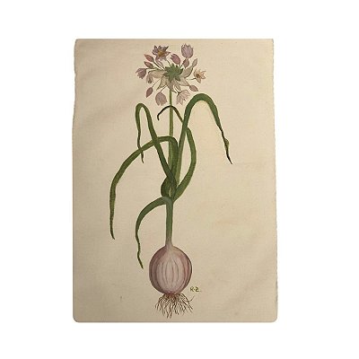 Tela pintada à mão flor de alho