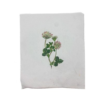 Tela pintada à mão flores rosas e brancas N7