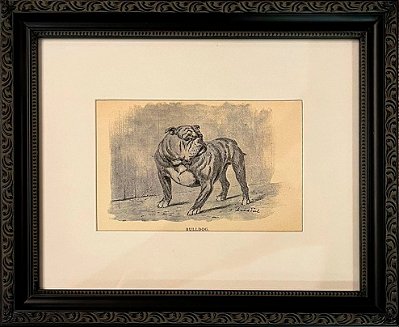 Quadro gravura antiga com moldura preta cachorro bulldog