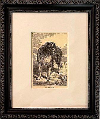 Quadro gravura antiga com moldura preta cachorro São Bernardo