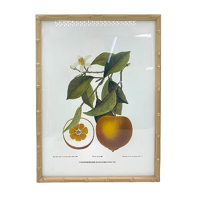 Quadro gravura oranger pomme