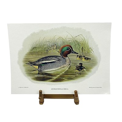 Gravura pato selvagem 1