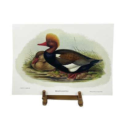 Gravura patos selvagens 4