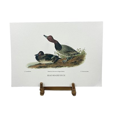 Gravura patos selvagens 5