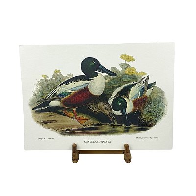 Gravura patos selvagens 7