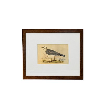 Quadro desenho de ave cinza e branca com bico amarelo