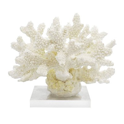 Coral  branco m